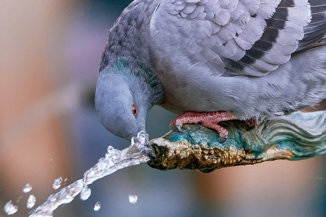 Bebederos de agua