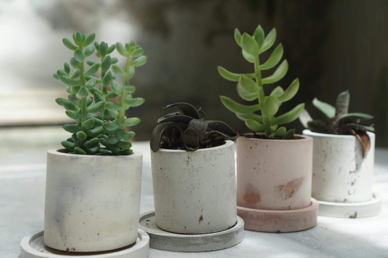 Por qué las jardineras de hormigón son ideales para espacios al aire libre